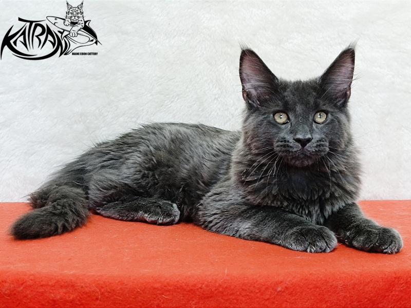 Katran Elif - Кошеня мейн-кун 4 місяця