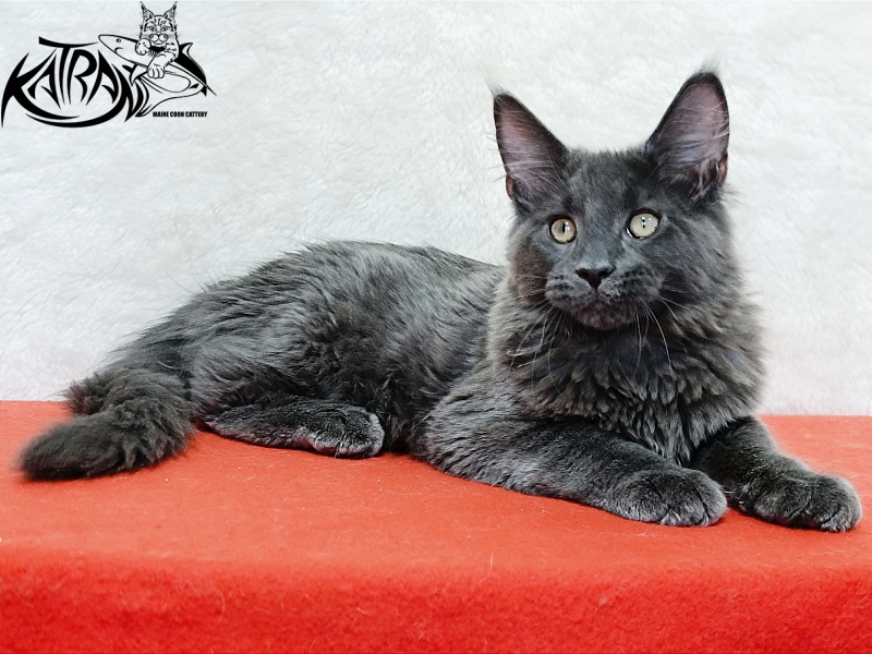 Katran Elif - Кошеня мейн-кун 4 місяця