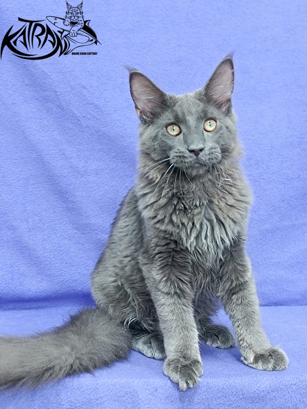 Katran Elif - Кошеня мейн-кун 5 місяців