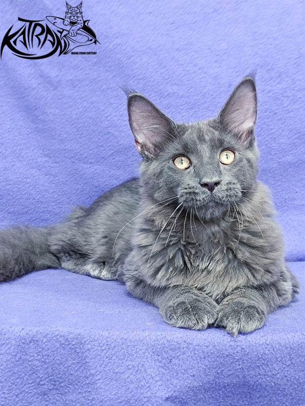Katran Elif - Кошеня мейн-кун 5 місяців