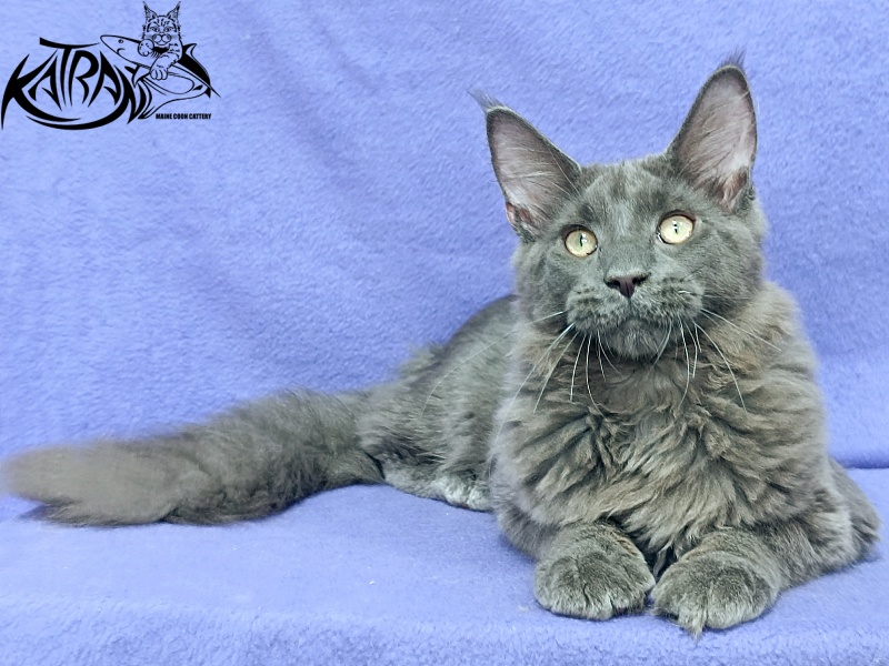 Katran Elif - Кошеня мейн-кун 5 місяців
