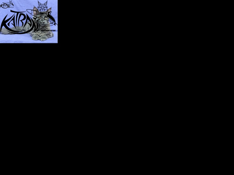 Katran Elif - Кошеня мейн-кун 5 місяців