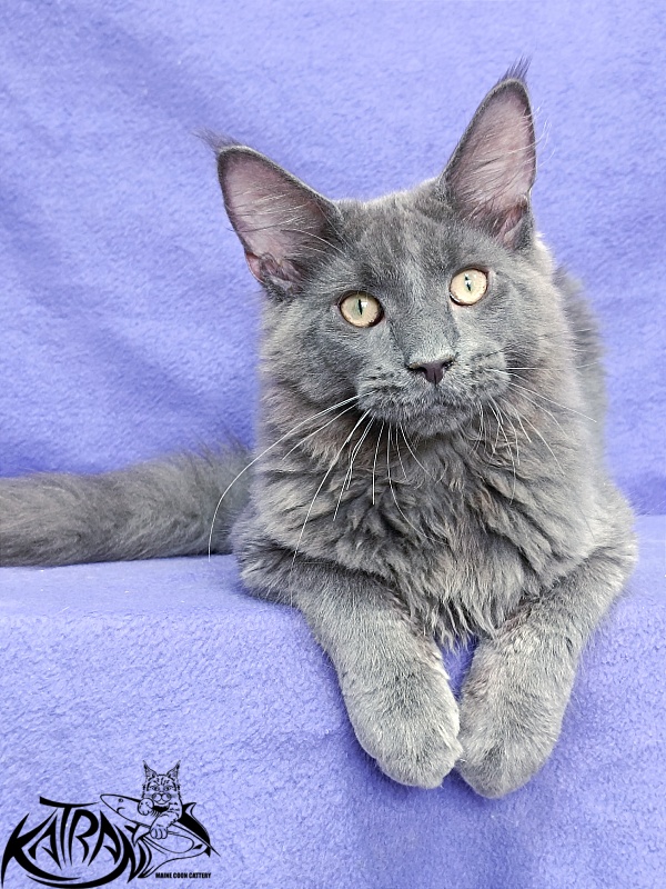 Katran Elif - Кошеня мейн-кун 5 місяців