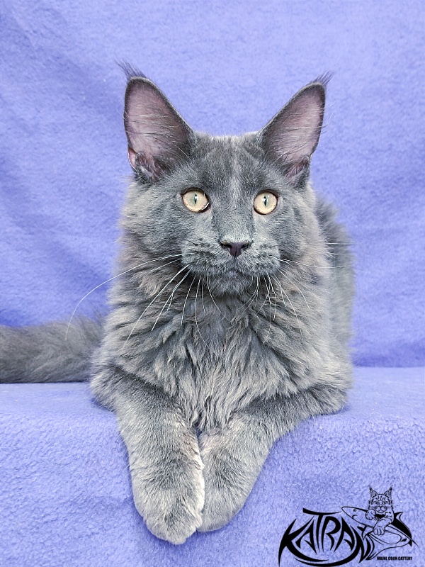 Katran Elif - Кошеня мейн-кун 5 місяців