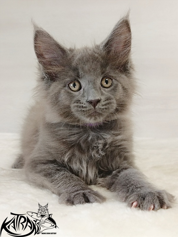 Katran Elif - Кошеня мейн-кун 2 місяця