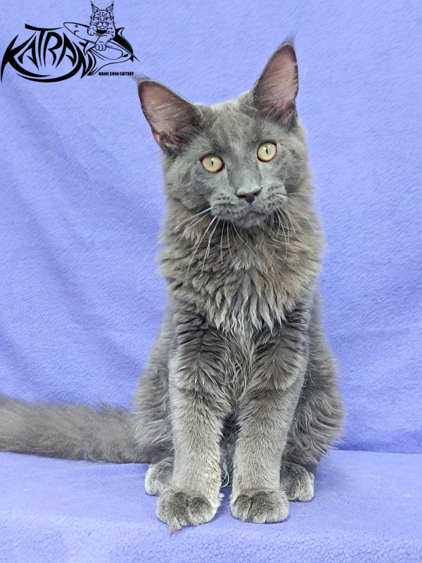 Katran Elif - Кошеня мейн-кун 5 місяців