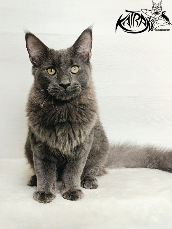 Katran Elif - Кошеня мейн-кун 6 місяців 2 тижні