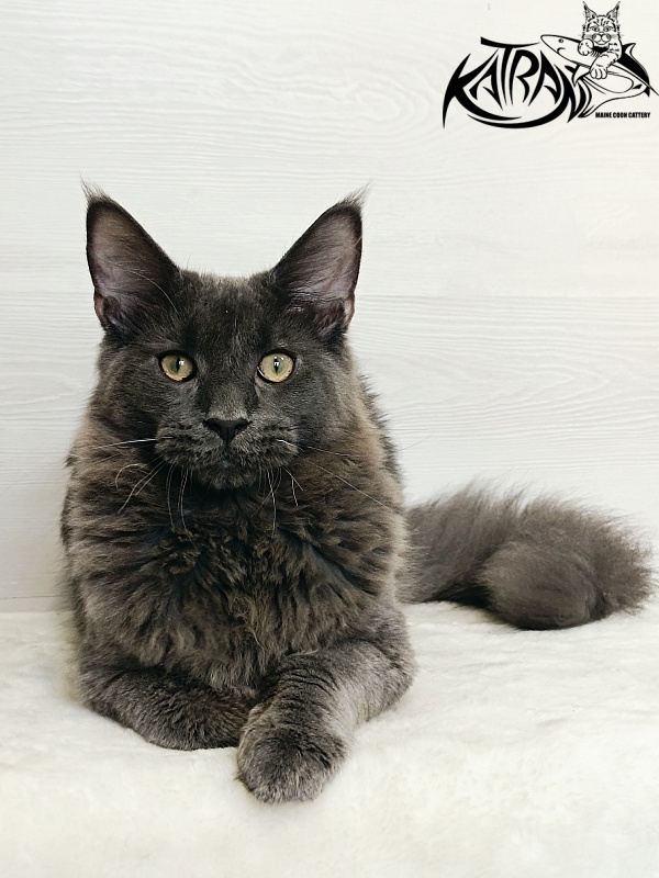 Katran Elif - Кошеня мейн-кун 6 місяців 2 тижні