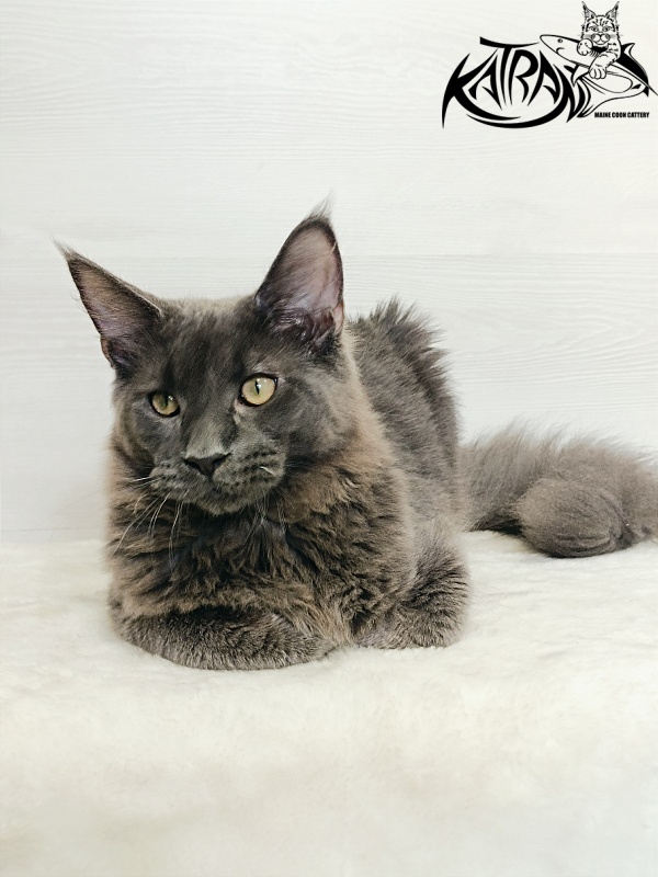Katran Elif - Кошеня мейн-кун 6 місяців 2 тижні