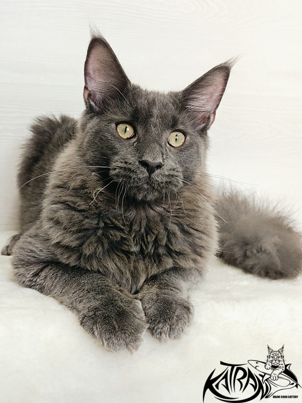 Katran Elif - Кошеня мейн-кун 6 місяців 2 тижні