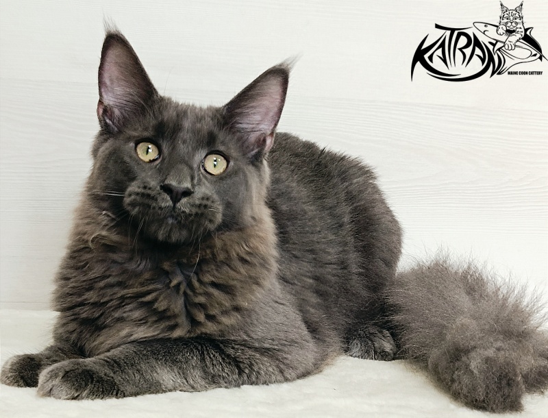 Katran Elif - Кошеня мейн-кун 6 місяців 2 тижні