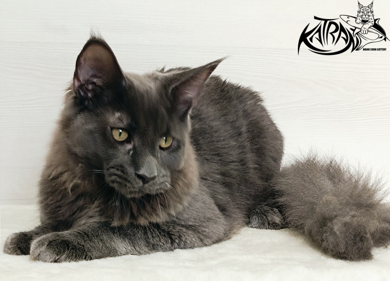 Katran Elif - Кошеня мейн-кун 6 місяців 2 тижні