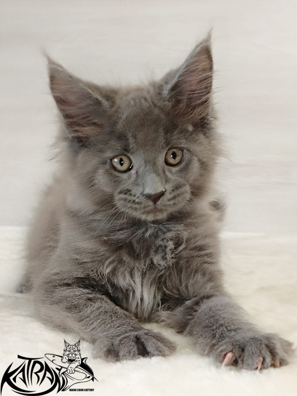 Katran Elif - Кошеня мейн-кун 2 місяця