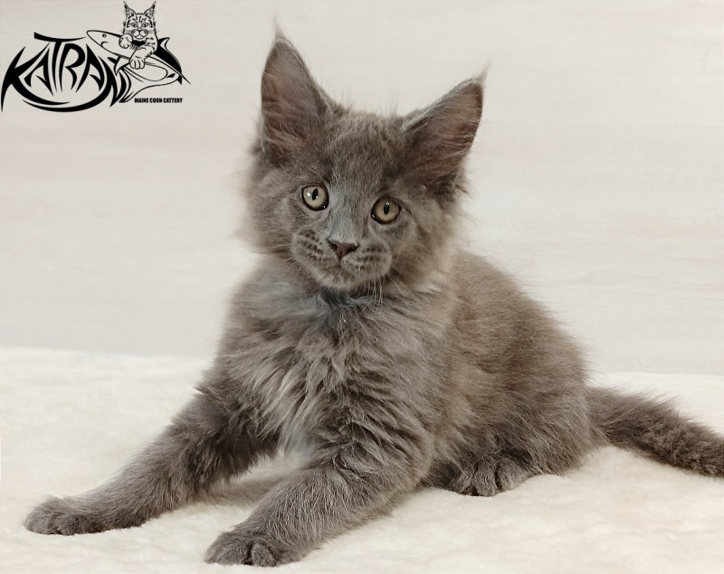 Katran Elif - Кошеня мейн-кун 2 місяця