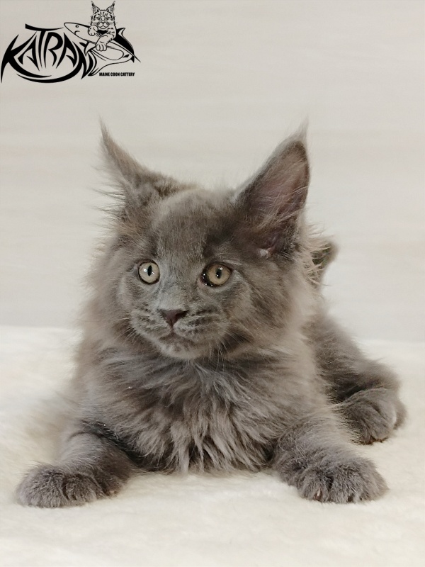 Katran Elif - Кошеня мейн-кун 2 місяця