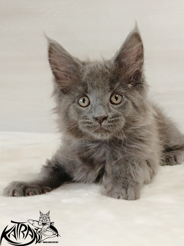 Katran Elif - Кошеня мейн-кун 2 місяця