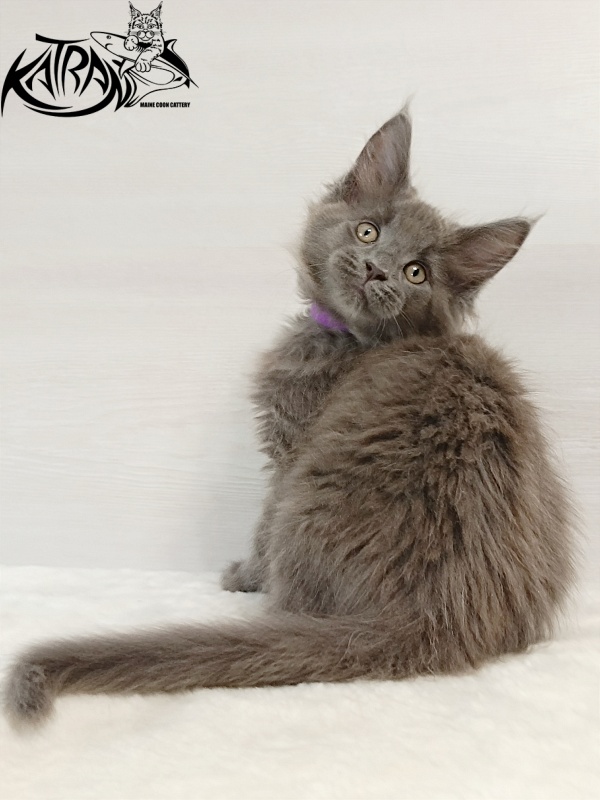 Katran Elif - Кошеня мейн-кун 2 місяця