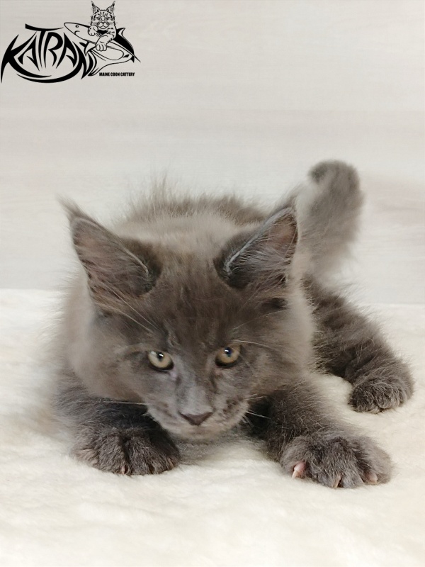 Katran Everest - Кошеня мейн-кун 2 місяця