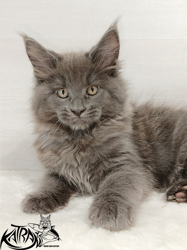 Katran Everest - Кошеня мейн-кун 2 місяця
