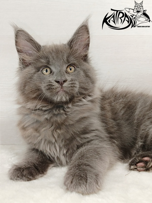 Katran Everest - Кошеня мейн-кун 2 місяця