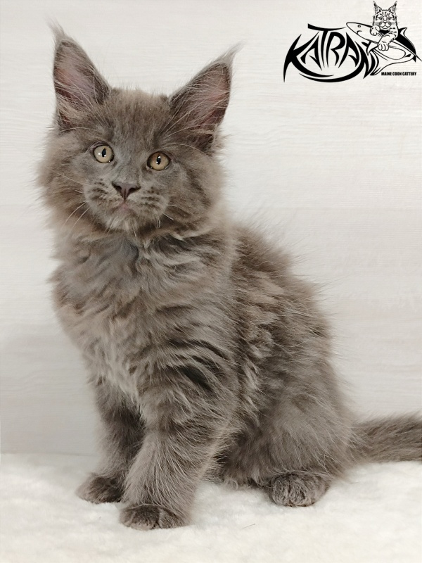 Katran Everest - Кошеня мейн-кун 2 місяця