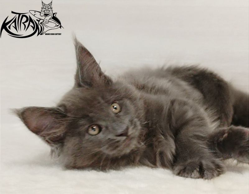 Katran Everest - Кошеня мейн-кун 2 місяця