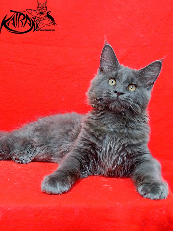 Katran Everest - Кошеня мейн-кун 3 місяця 2 тижні