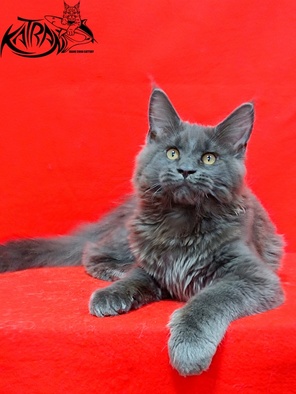 Katran Everest - Кошеня мейн-кун 3 місяця 2 тижні