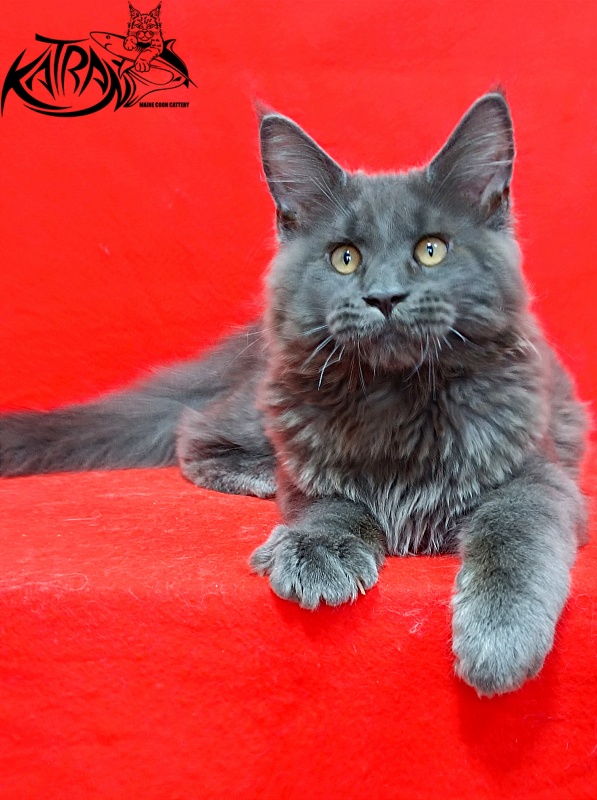 Katran Everest - Кошеня мейн-кун 3 місяця 2 тижні