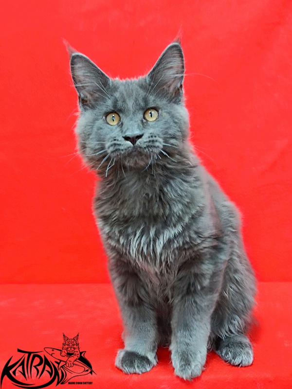 Katran Everest - Кошеня мейн-кун 3 місяця 2 тижні