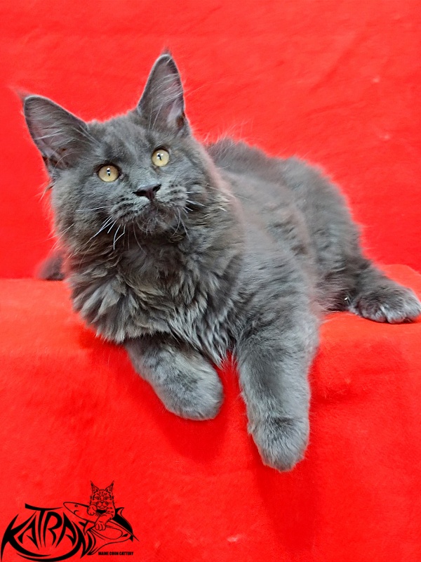 Katran Everest - Кошеня мейн-кун 3 місяця 2 тижні