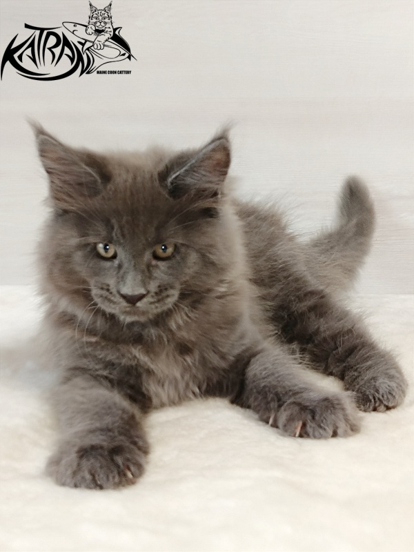 Katran Everest - Кошеня мейн-кун 2 місяця