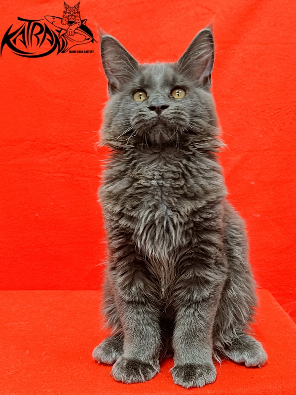 Katran Everest - Кошеня мейн-кун 3 місяця 2 тижні