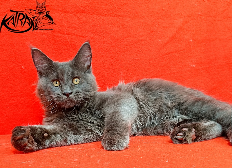 Katran Everest - Кошеня мейн-кун 3 місяця 2 тижні