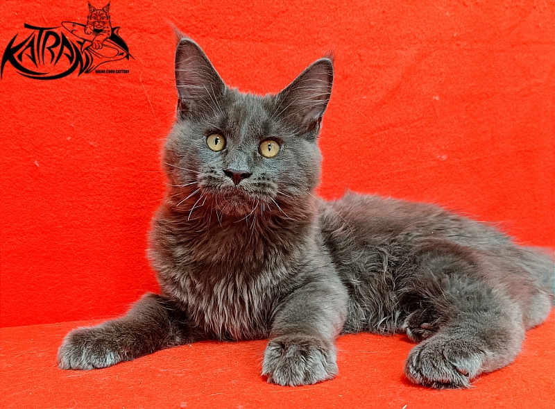 Katran Everest - Кошеня мейн-кун 3 місяця 2 тижні
