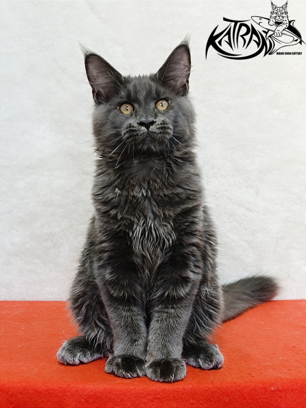 Katran Everest - Кошеня мейн-кун 4 місяця
