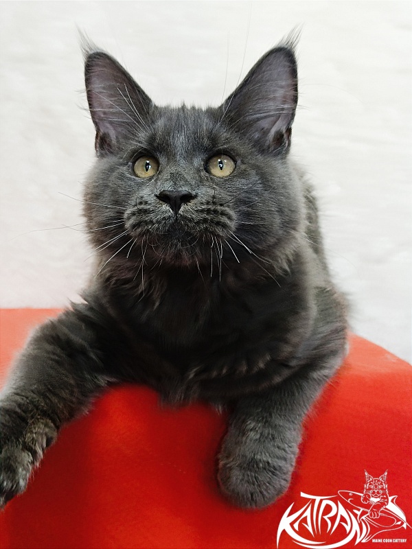 Katran Everest - Кошеня мейн-кун 4 місяця