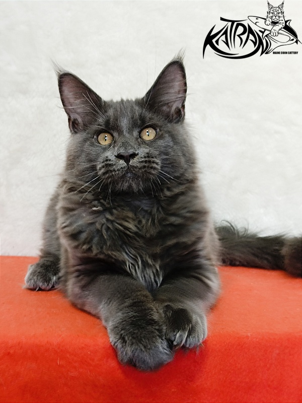Katran Everest - Кошеня мейн-кун 4 місяця