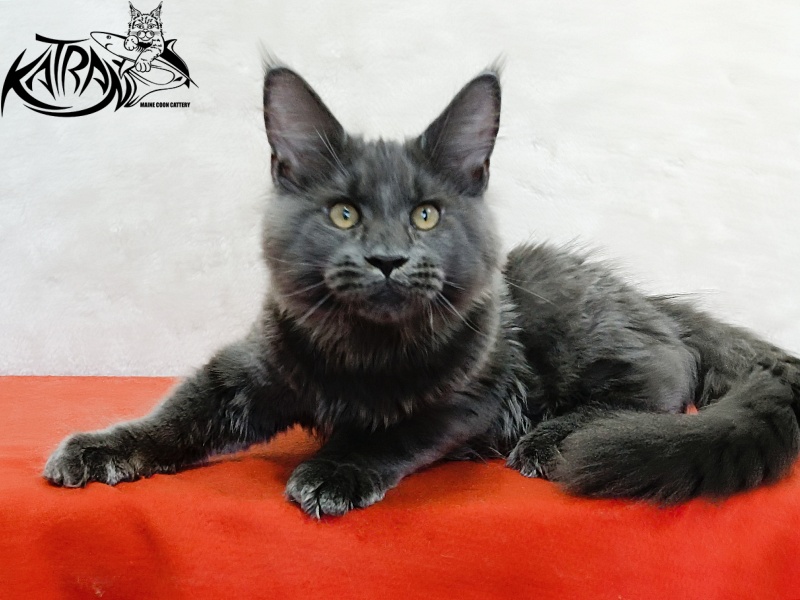 Katran Everest - Кошеня мейн-кун 4 місяця