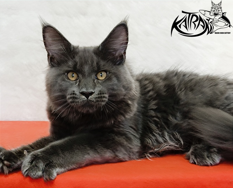 Katran Everest - Кошеня мейн-кун 4 місяця
