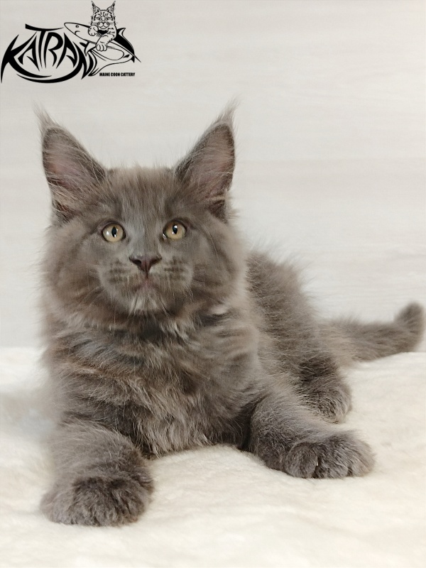 Katran Everest - Кошеня мейн-кун 2 місяця