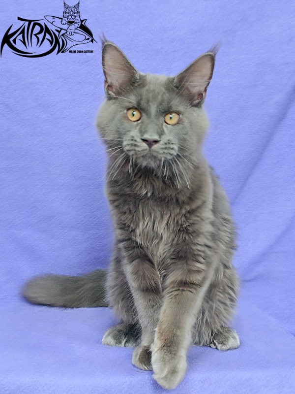 Katran Everest - Кошеня мейн-кун 5 місяців