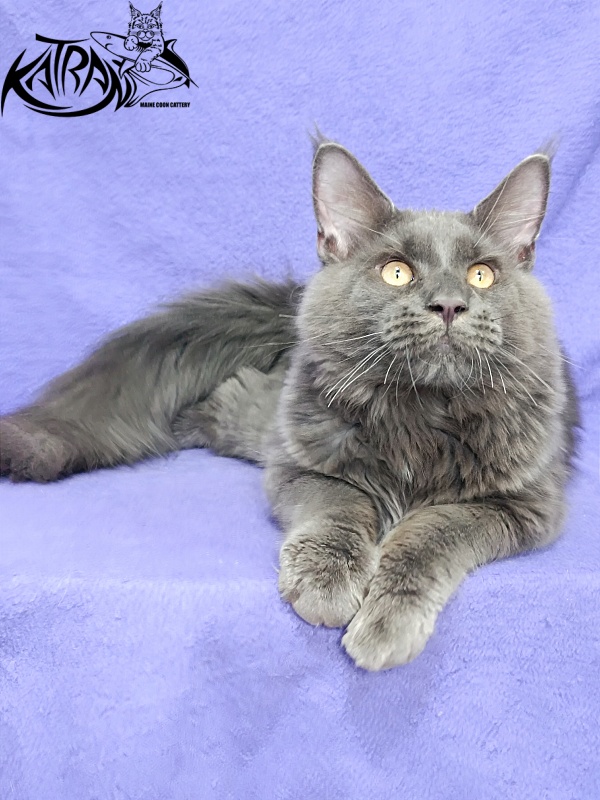 Katran Everest - Кошеня мейн-кун 5 місяців