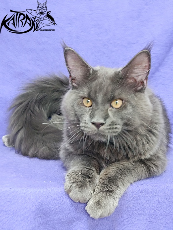 Katran Everest - Кошеня мейн-кун 5 місяців