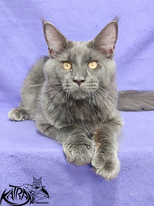 Katran Everest - Кошеня мейн-кун 5 місяців