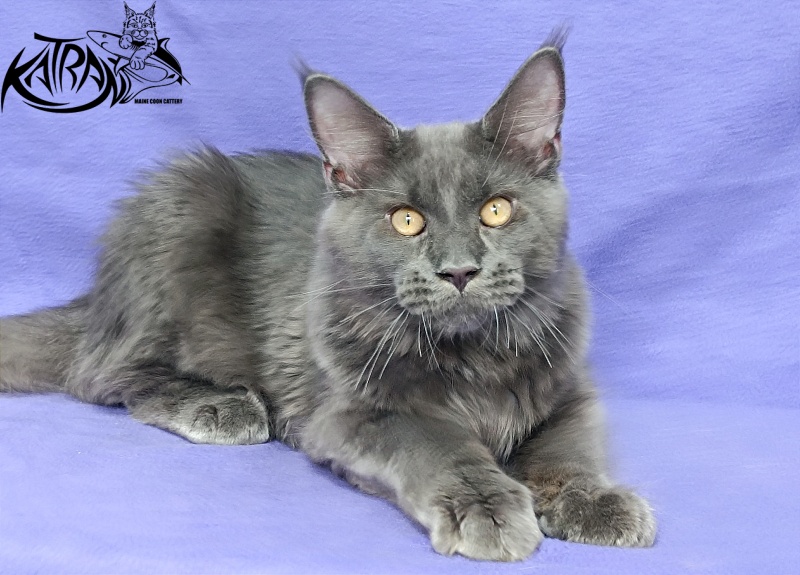 Katran Everest - Кошеня мейн-кун 5 місяців