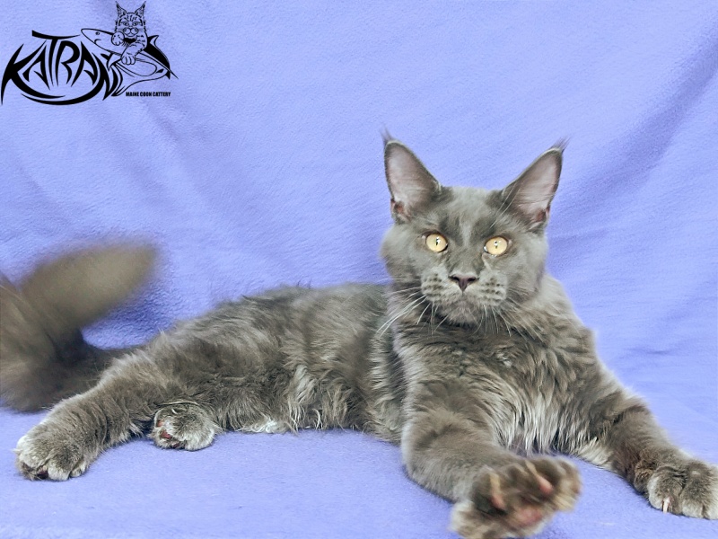 Katran Everest - Кошеня мейн-кун 5 місяців