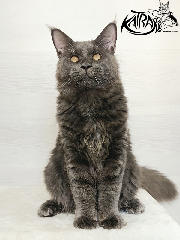 Katran Everest - Кошеня мейн-кун 6 місяців 2 тижні