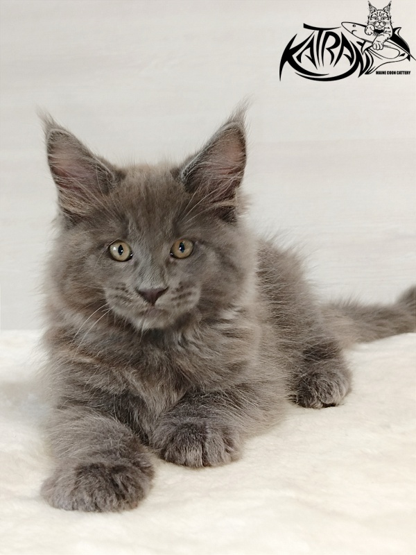 Katran Everest - Кошеня мейн-кун 2 місяця