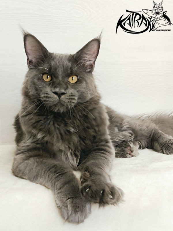 Katran Everest - Кошеня мейн-кун 6 місяців 2 тижні